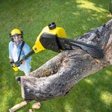 Reliable Avon, MN Tree Services Solutions